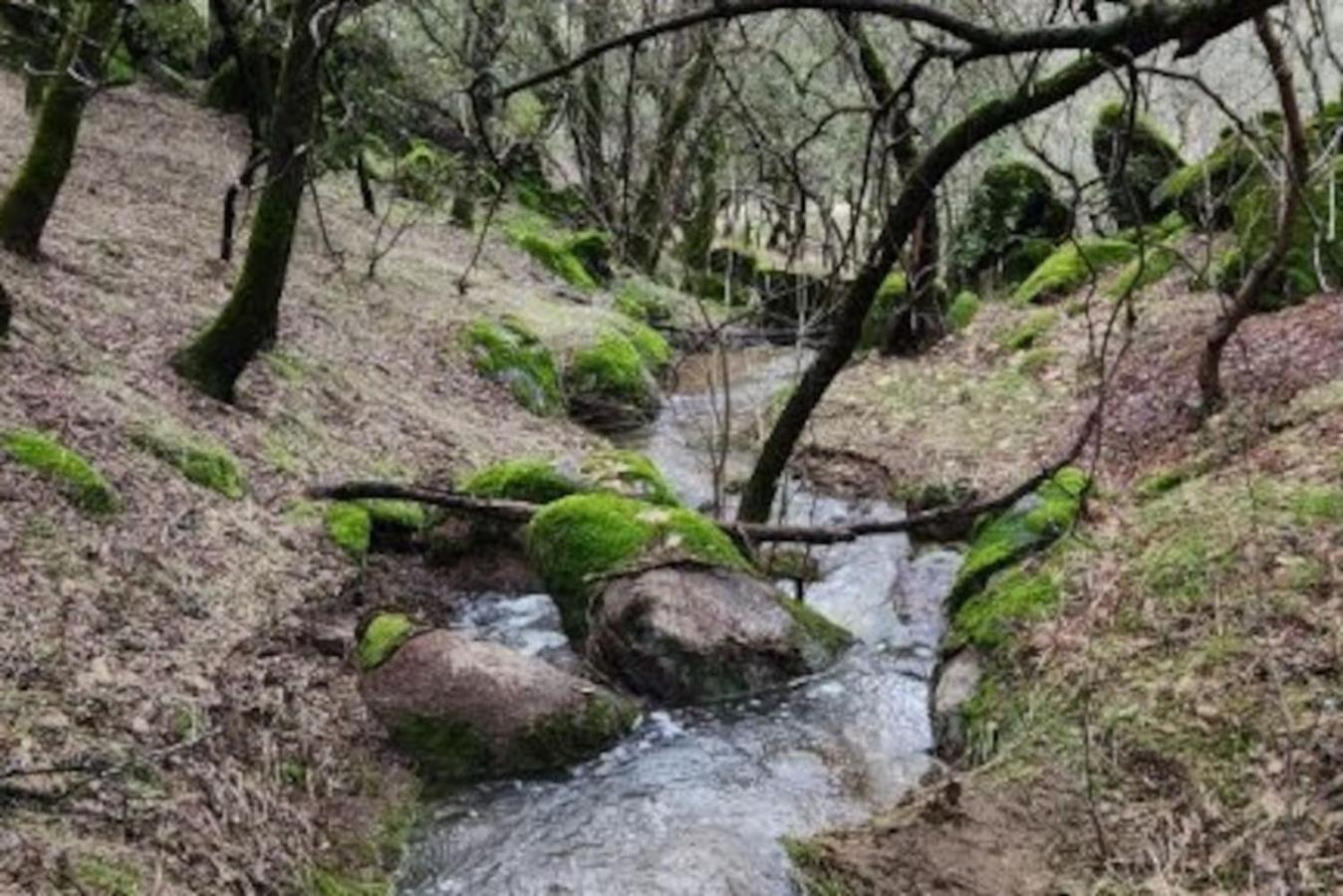 10-Acre Forest Villa, 20 Miles From Yosemite South 奥克赫斯特 外观 照片