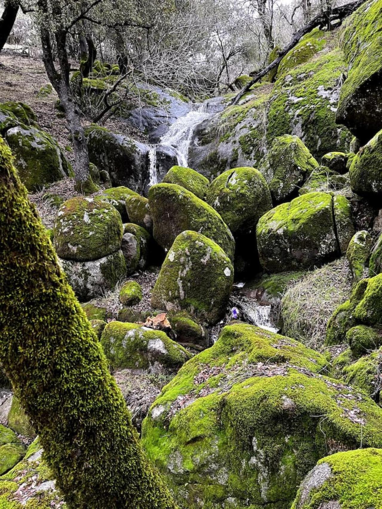 10-Acre Forest Villa, 20 Miles From Yosemite South 奥克赫斯特 外观 照片